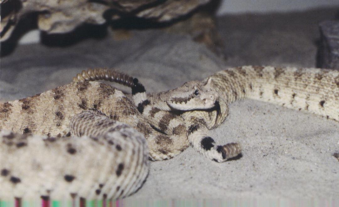 cerastes paring.JPG [79 Kb]